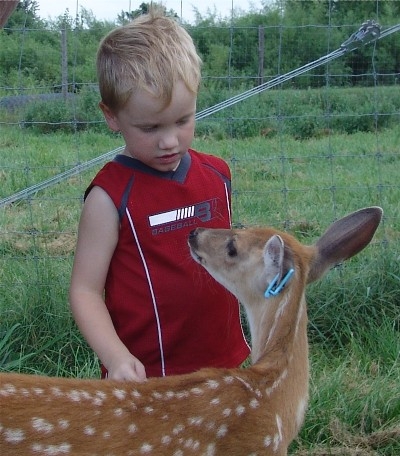 C L WHITETAIL fawns of 2010