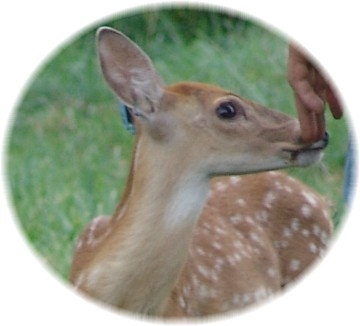 C L WHITETAIL fawns of 2010