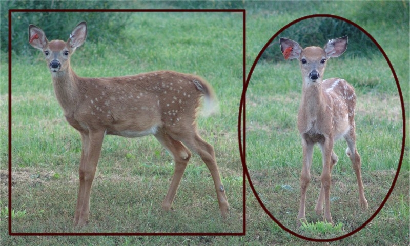 C L WHITETAIL fawns of 2010