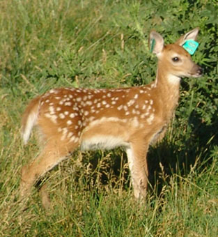 CL WHITETAIL fawns of 2011