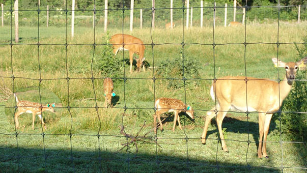 C L WHITETAIL fawns of 2011