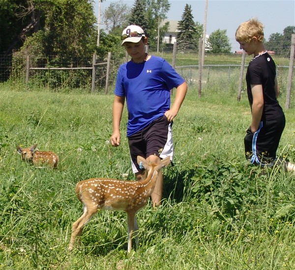 C L WHITETAIL fawns of 2010