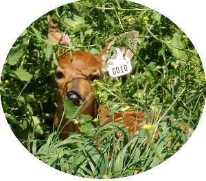C L WHITETAIL fawns of 2010