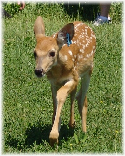 C L WHITETAIL fawns of 2010