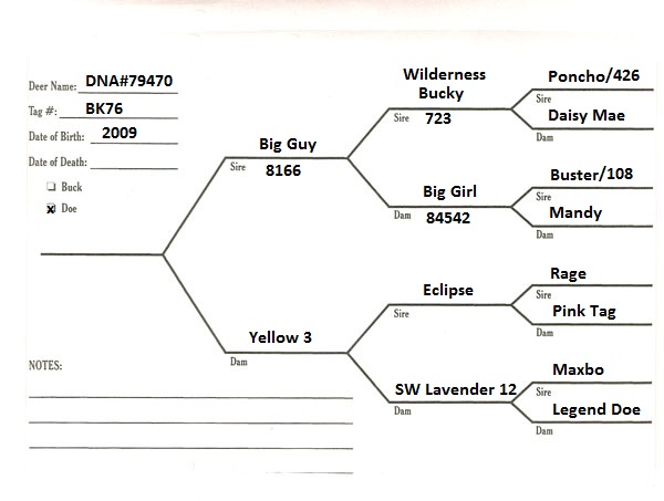 Breeder Does Pedigree