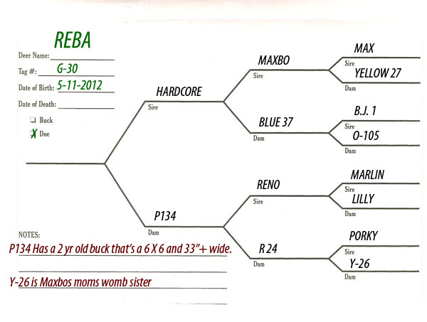 Breeder Does Pedigree