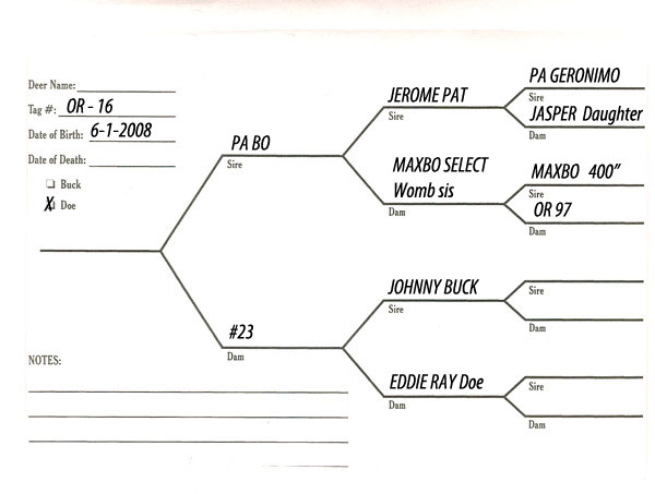 Breeder Does Pedigree