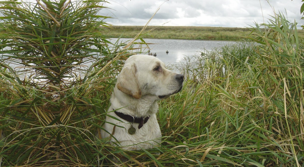 Welcome to Uncle Buck Labradors