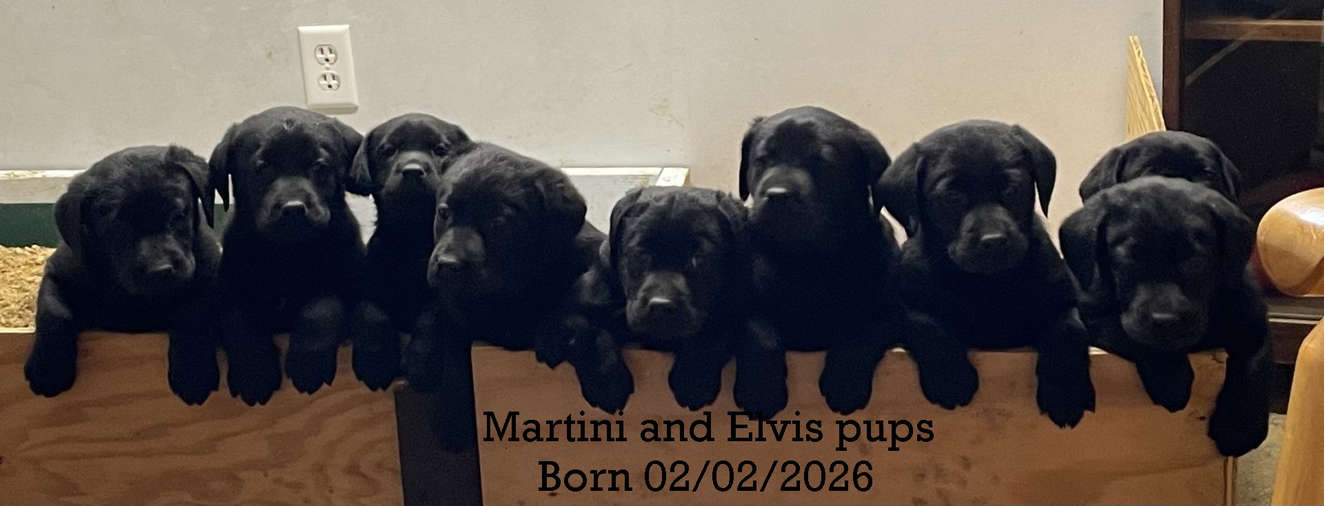 Welcome to Uncle Buck Labradors